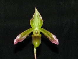 Paphiopedilum virens Huntington's Sirens AM/AOS 80 pts.